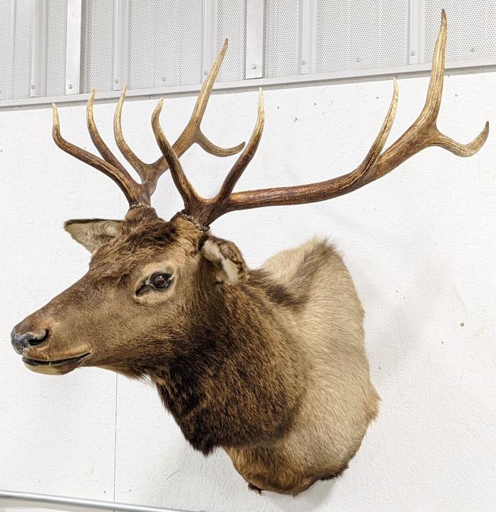 Large 10-Point Bull Elk Shoulder Mount