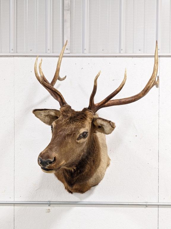 Large 10-Point Bull Elk Shoulder Mount