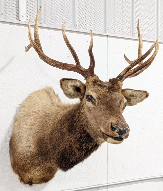Large 10-Point Bull Elk Shoulder Mount