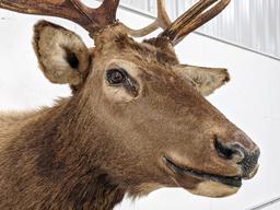 Large 10-Point Bull Elk Shoulder Mount