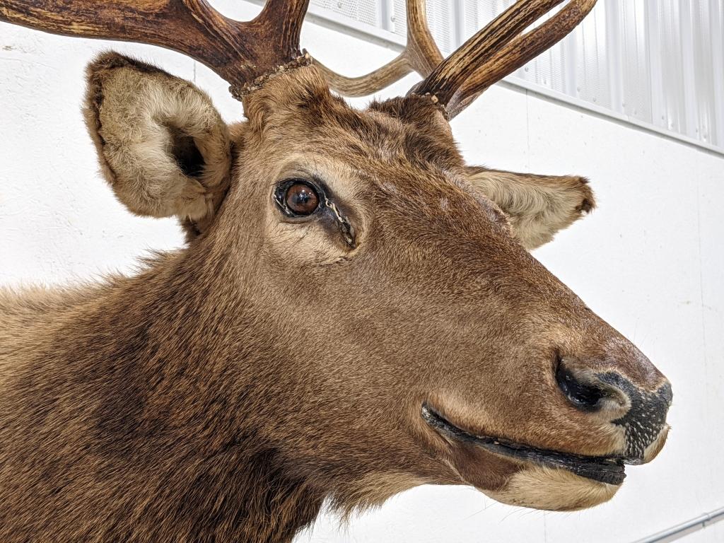 Large 10-Point Bull Elk Shoulder Mount