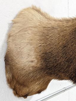 Large 10-Point Bull Elk Shoulder Mount