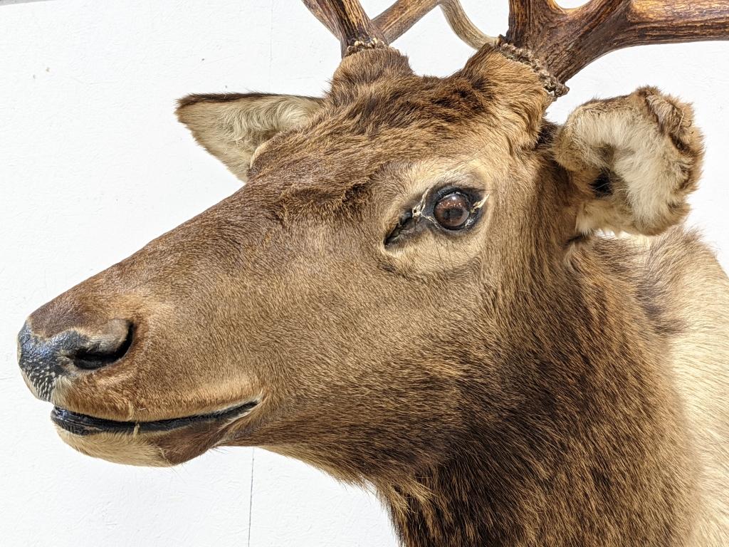 Large 10-Point Bull Elk Shoulder Mount
