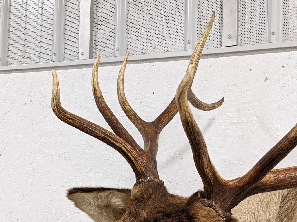 Large 10-Point Bull Elk Shoulder Mount
