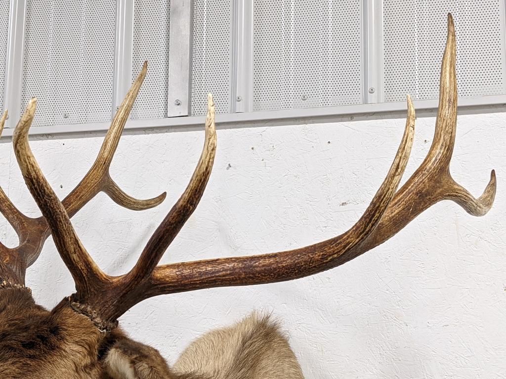 Large 10-Point Bull Elk Shoulder Mount