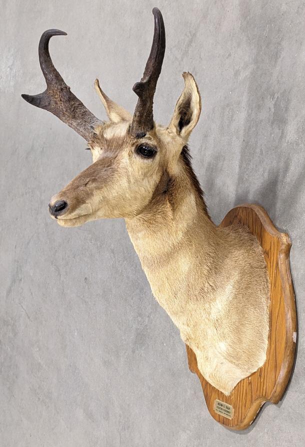 California Pronghorn Taxidermy Shoulder Mount