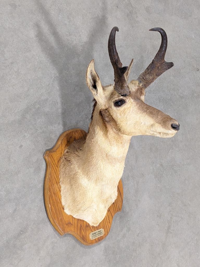 California Pronghorn Taxidermy Shoulder Mount