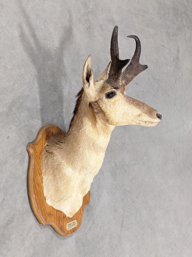 California Pronghorn Taxidermy Shoulder Mount