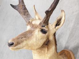 California Pronghorn Taxidermy Shoulder Mount