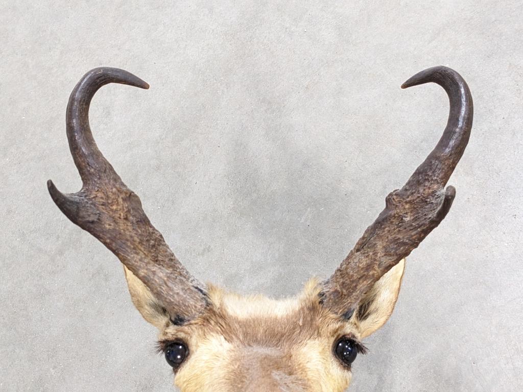 California Pronghorn Taxidermy Shoulder Mount