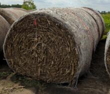 Round Hay Bales. Bidding 1xtq