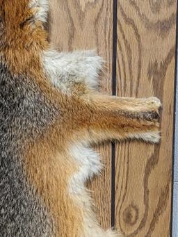 Tanned Red Fox Pelt on Board