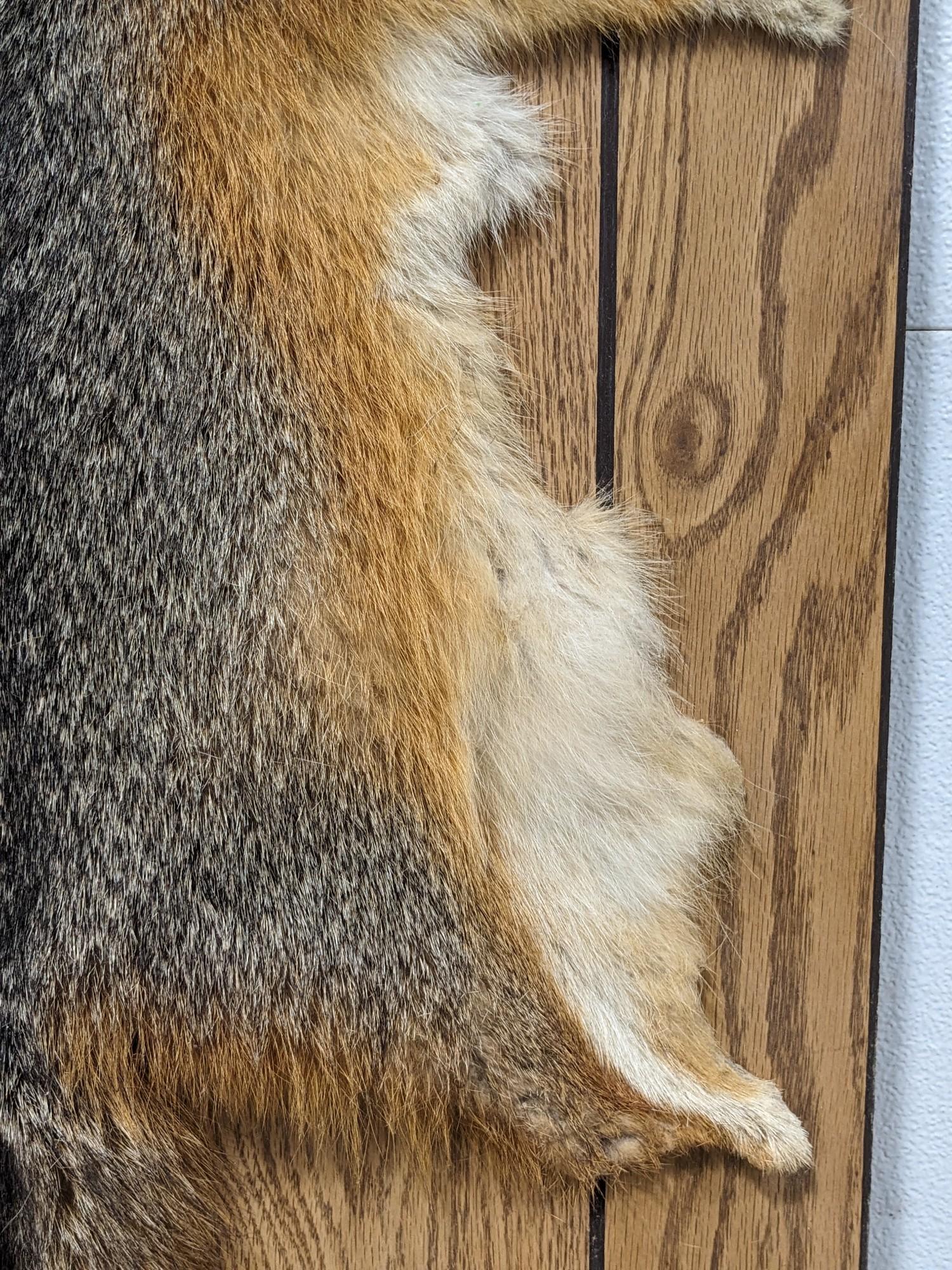 Tanned Red Fox Pelt on Board