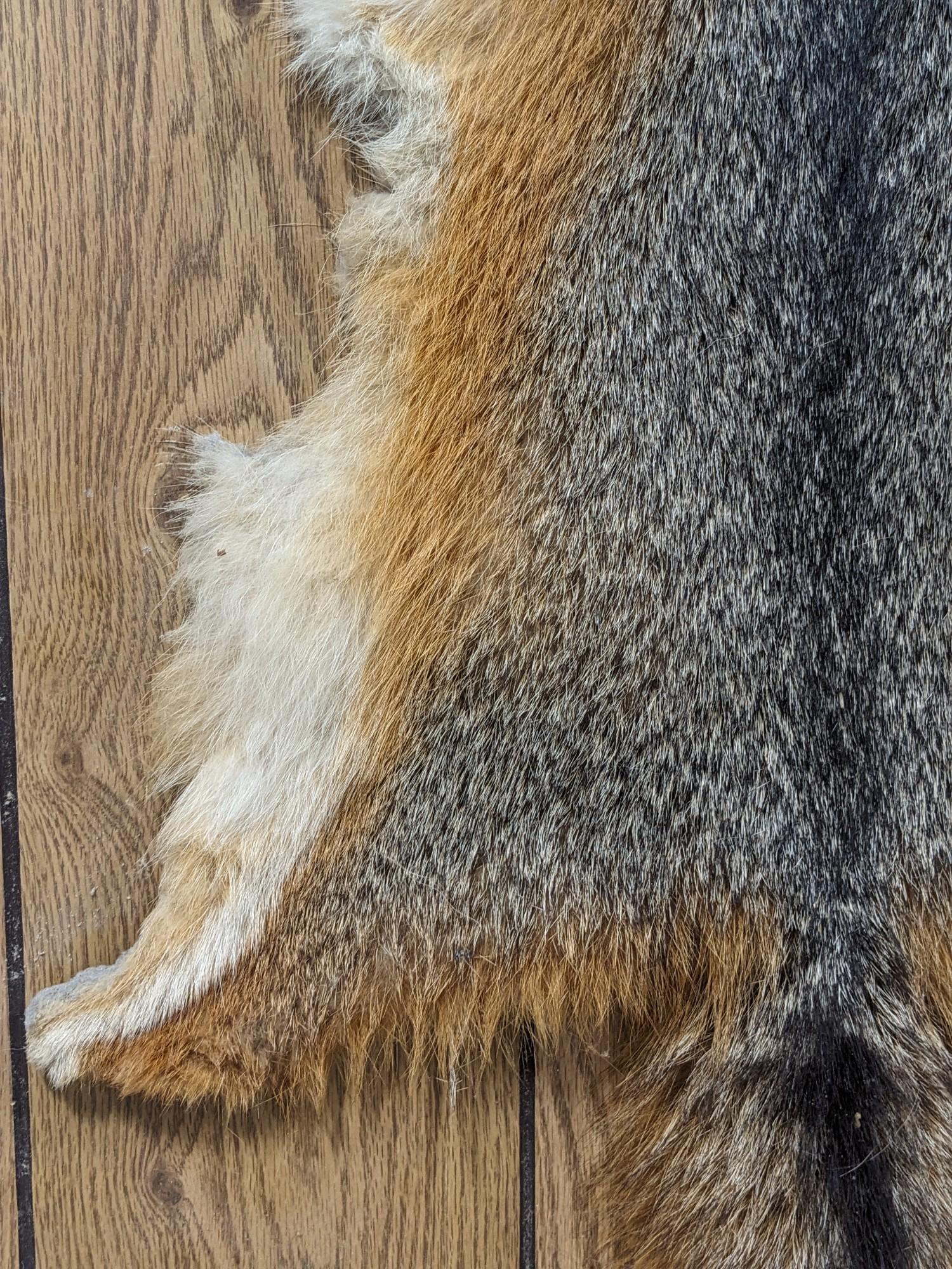 Tanned Red Fox Pelt on Board