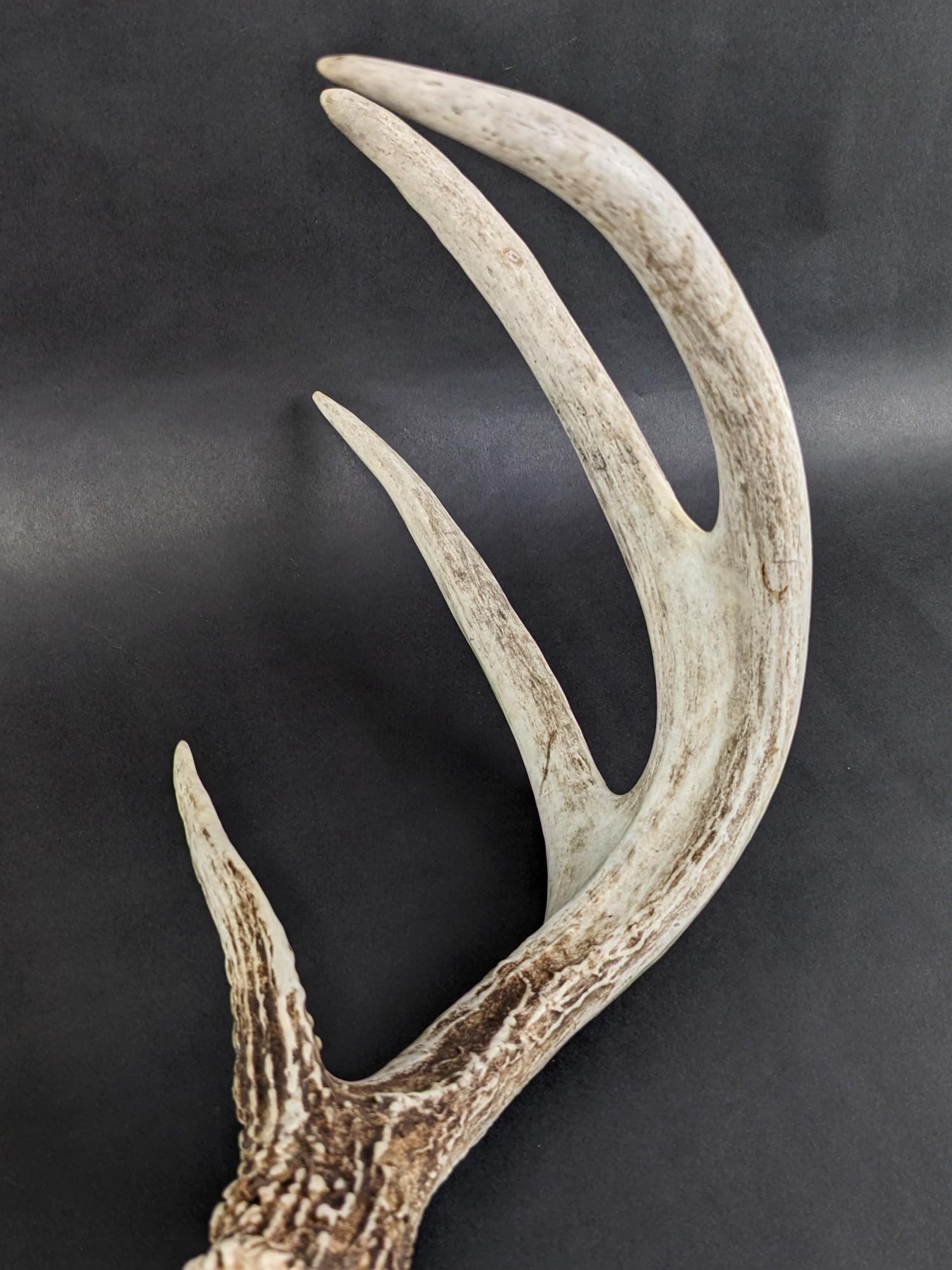 Deer Skull With Antlers