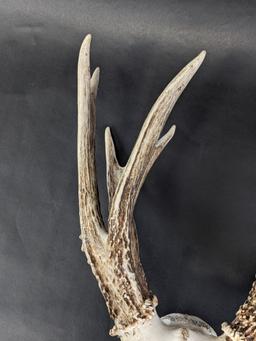 Deer Skull With Antlers