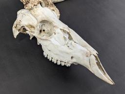 Deer Skull With Antlers