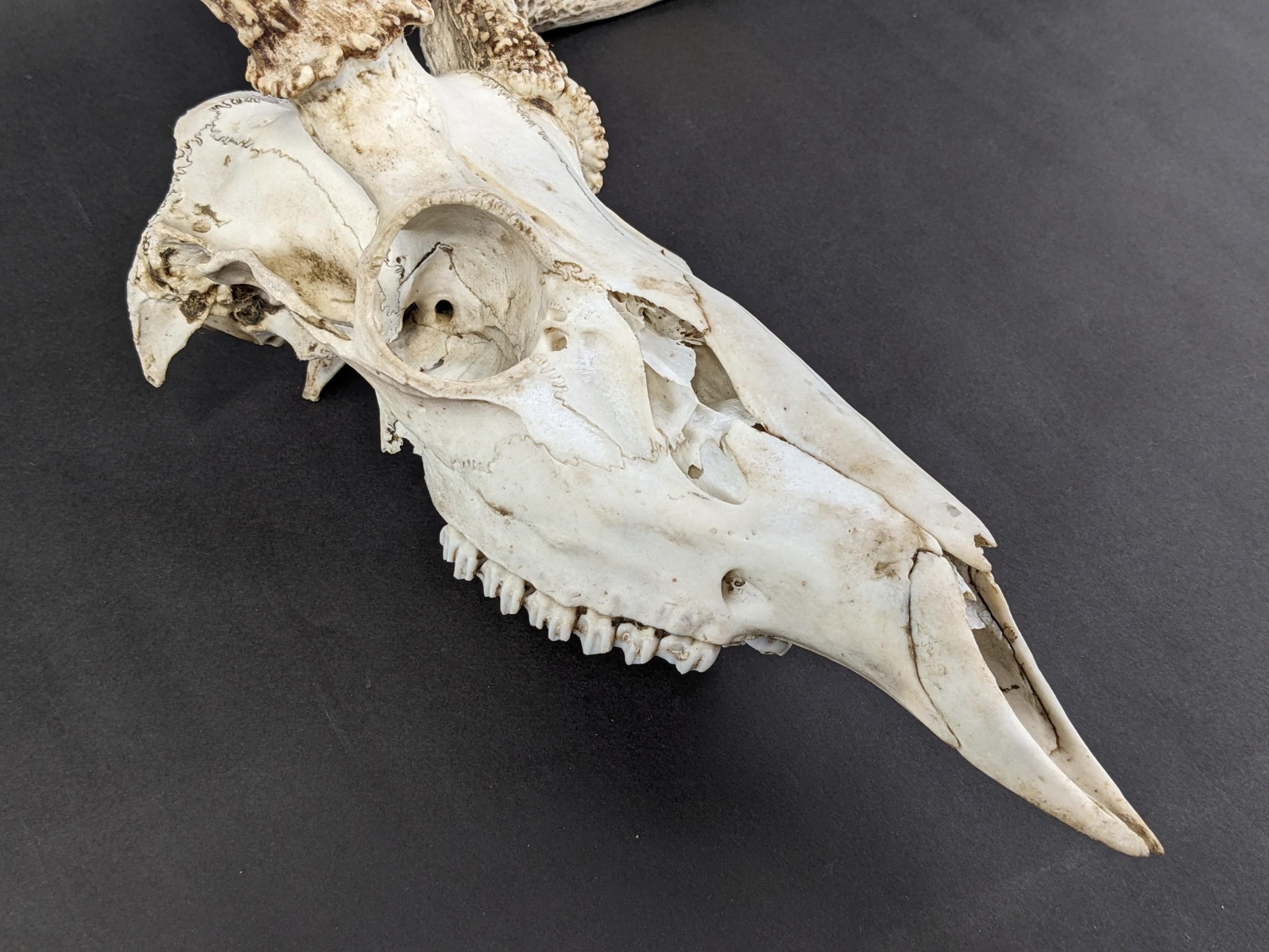 Deer Skull With Antlers