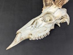 Deer Skull With Antlers