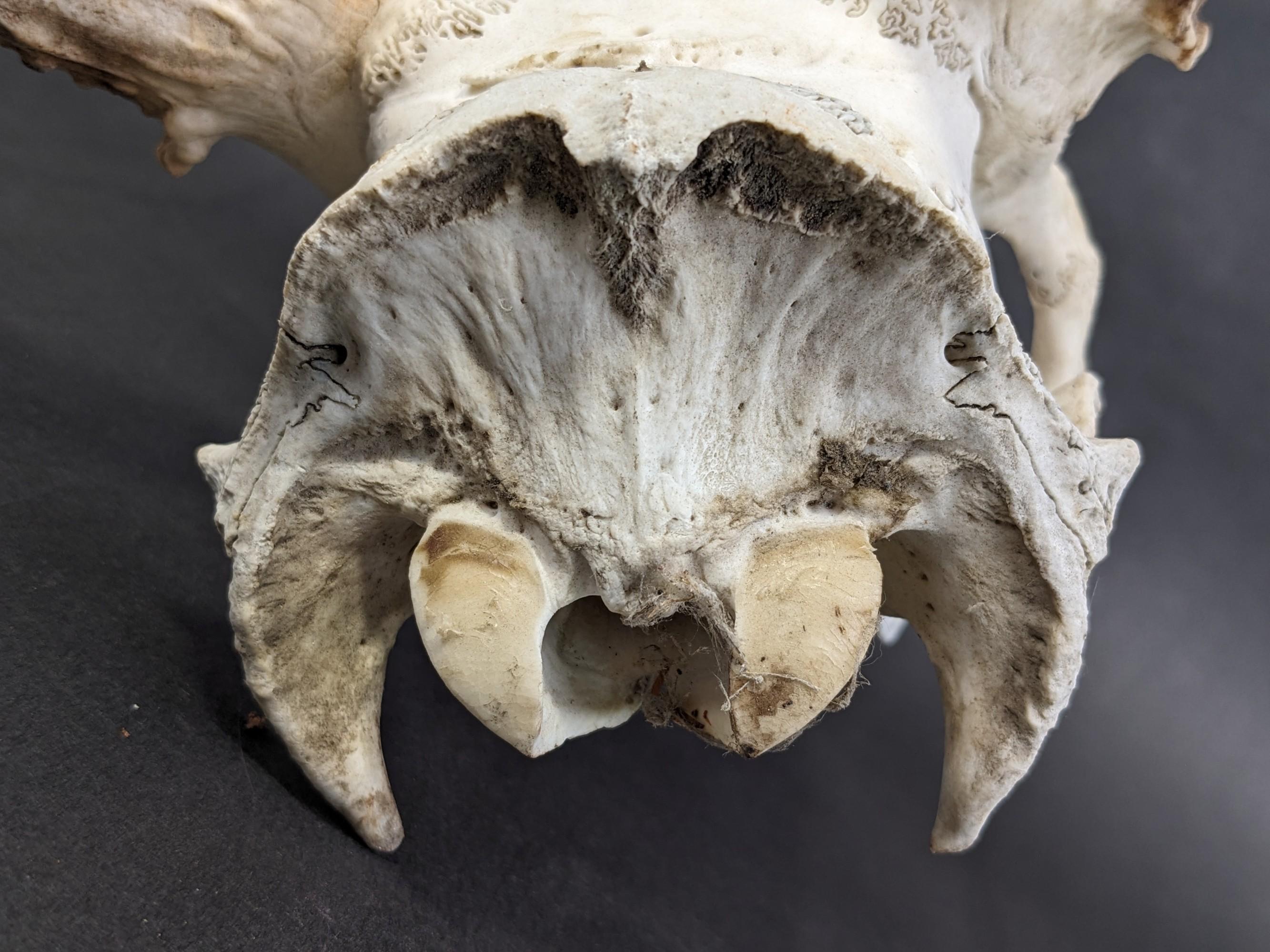 Deer Skull With Antlers