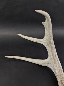 11 Point Antlers