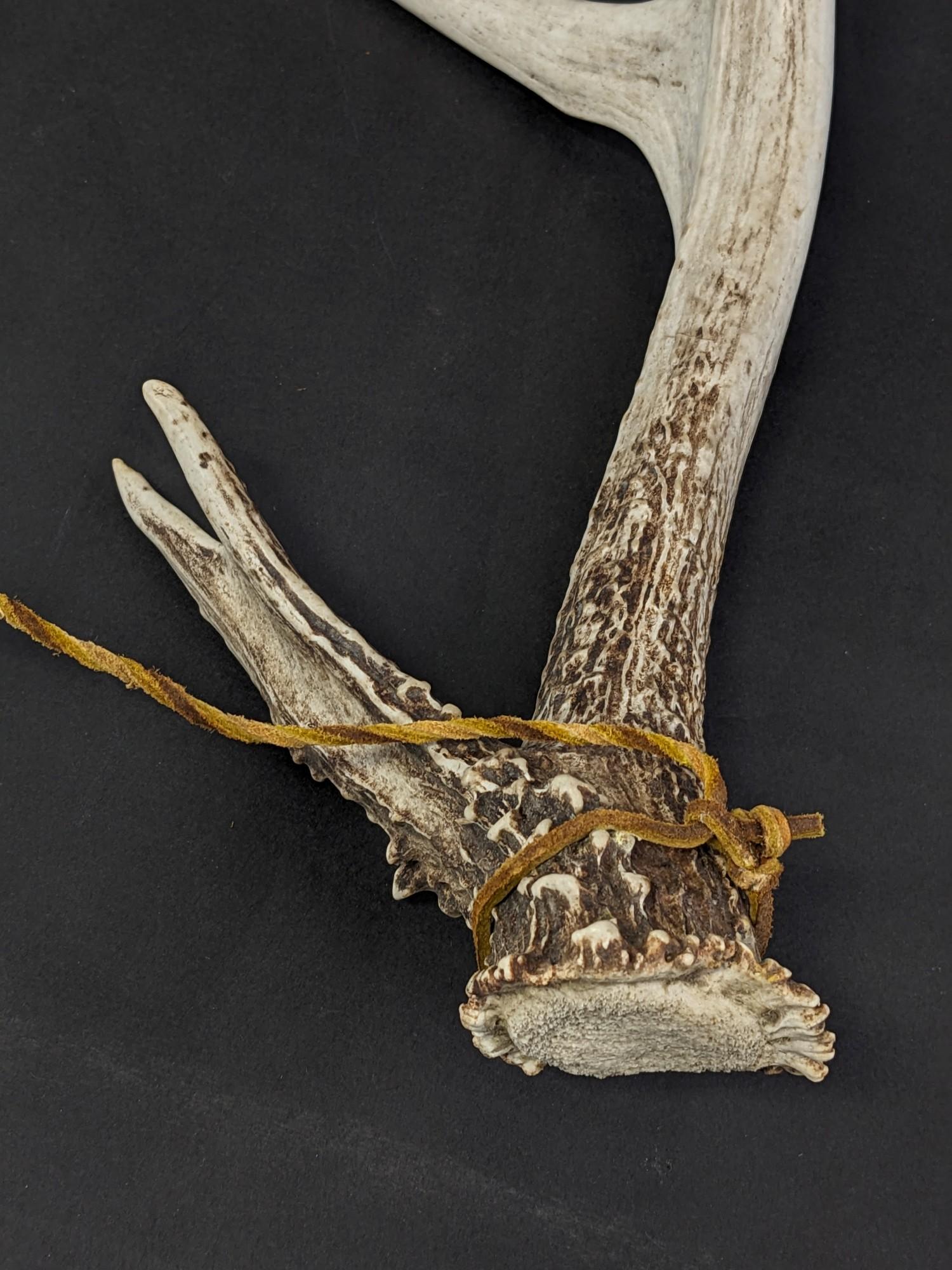 11 Point Antlers