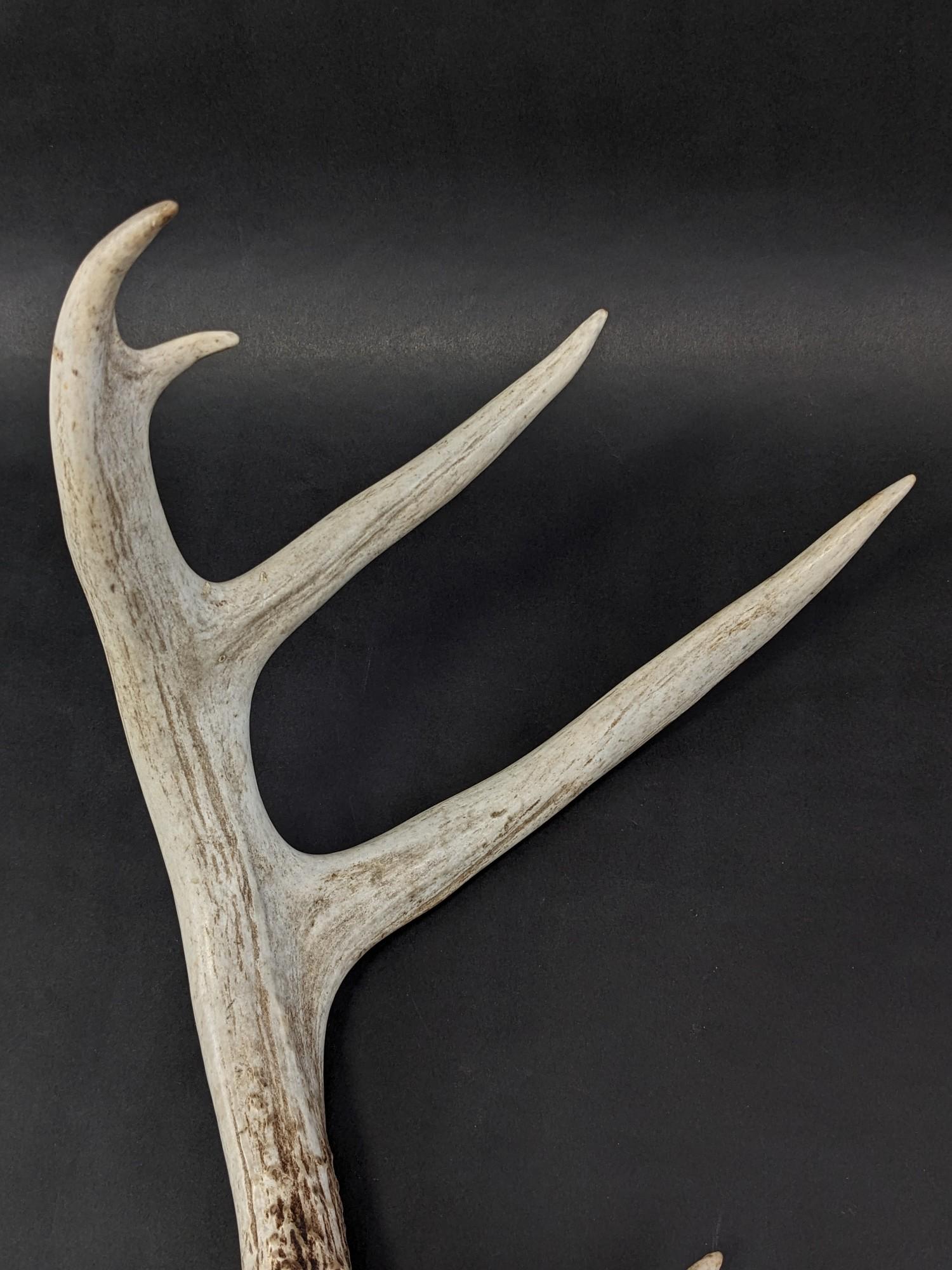 11 Point Antlers