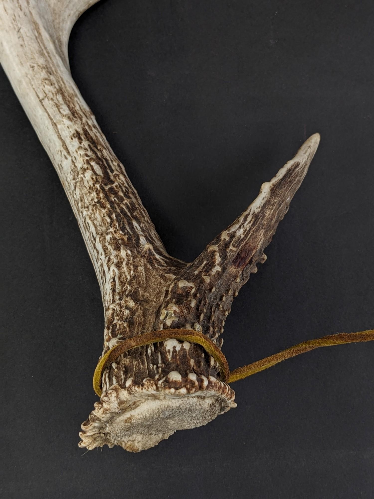 11 Point Antlers