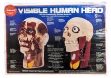 Skilcraft Life Size Visible Human Head Anatomically Accurate Model Kit - Sealed