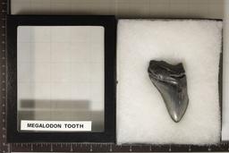 2.57 OZ. MEGALODON TOOTH IN RIKER DISPLAY BOX
