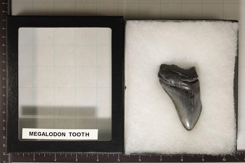 2.57 OZ. MEGALODON TOOTH IN RIKER DISPLAY BOX