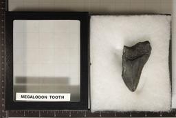 2.57 OZ. MEGALODON TOOTH IN RIKER DISPLAY BOX