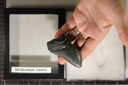 2.57 OZ. MEGALODON TOOTH IN RIKER DISPLAY BOX
