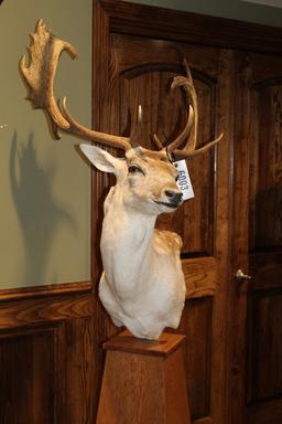 Fallow Deer, Pedestal Mount