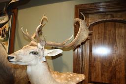 Fallow Deer, Pedestal Mount
