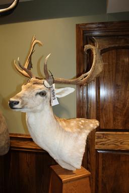 Fallow Deer, Pedestal Mount