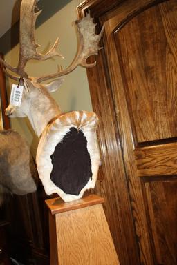 Fallow Deer, Pedestal Mount