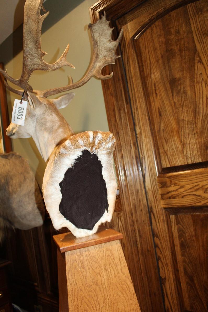 Fallow Deer, Pedestal Mount