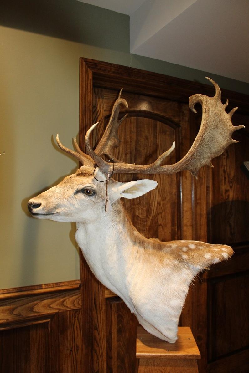 Fallow Deer, Pedestal Mount