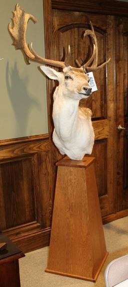 Fallow Deer, Pedestal Mount