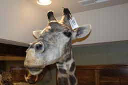 Giraffe, Pedestal Mount