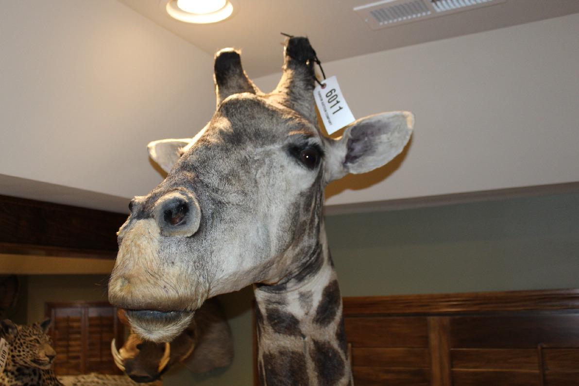 Giraffe, Pedestal Mount