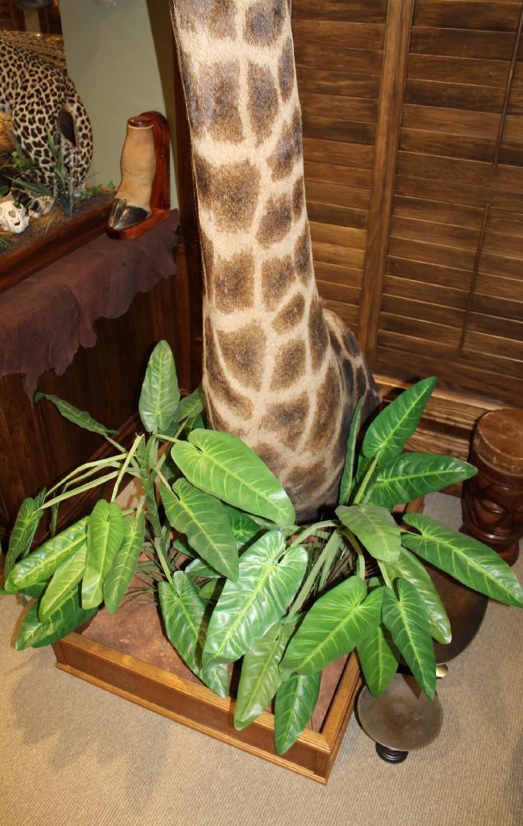 Giraffe, Pedestal Mount