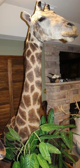 Giraffe, Pedestal Mount