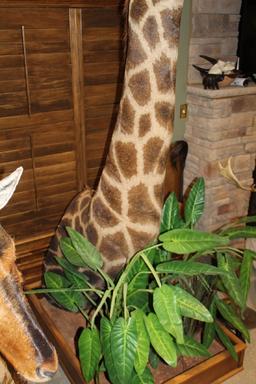 Giraffe, Pedestal Mount