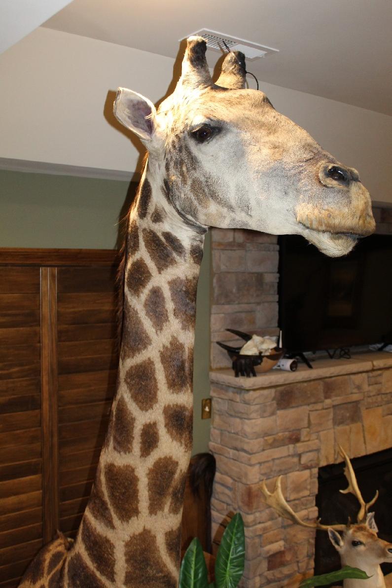 Giraffe, Pedestal Mount
