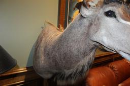 Kudu, Shoulder Mount