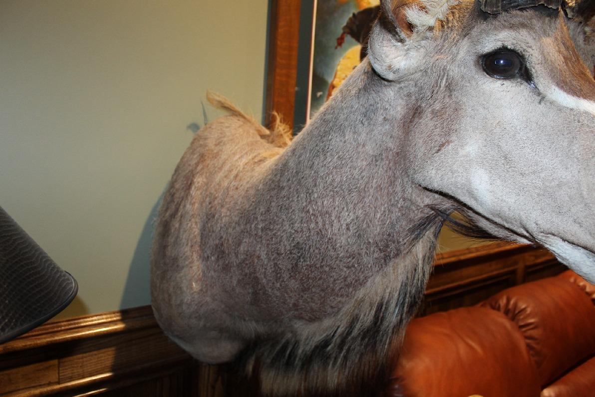 Kudu, Shoulder Mount