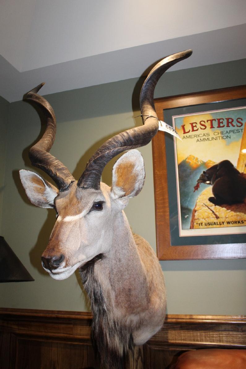 Kudu, Shoulder Mount