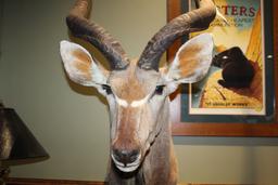 Kudu, Shoulder Mount